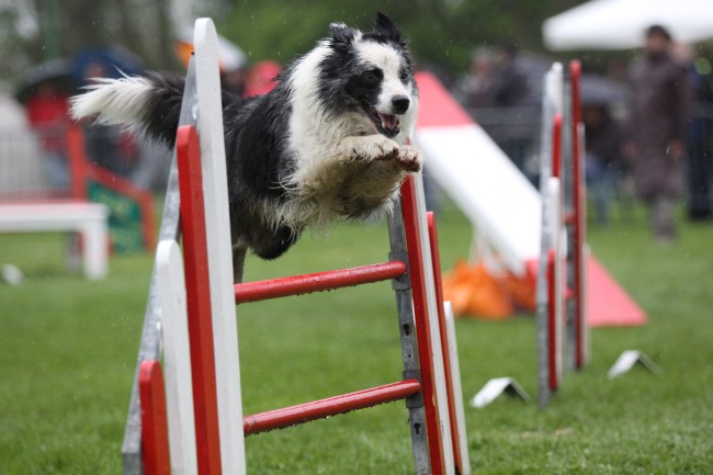 agility